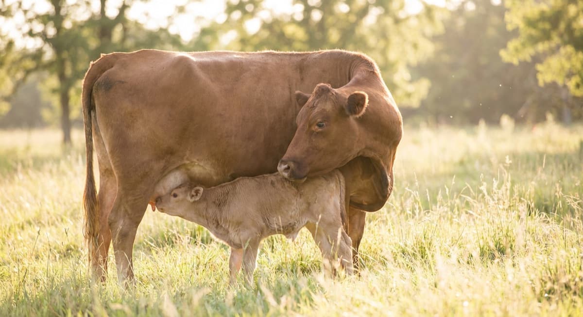 Mother cow tenderly nursing her young calf