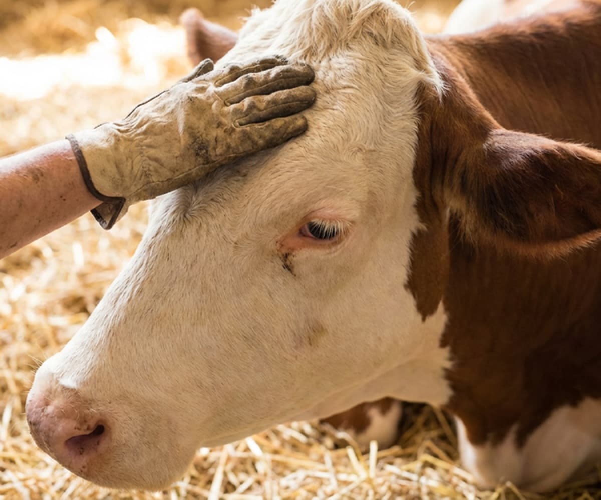 Caretaker gently stroking a cow's forehead with affection