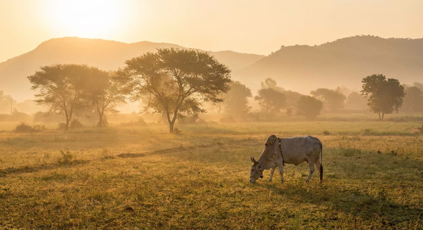 Cow standing in a misty field at sunrise