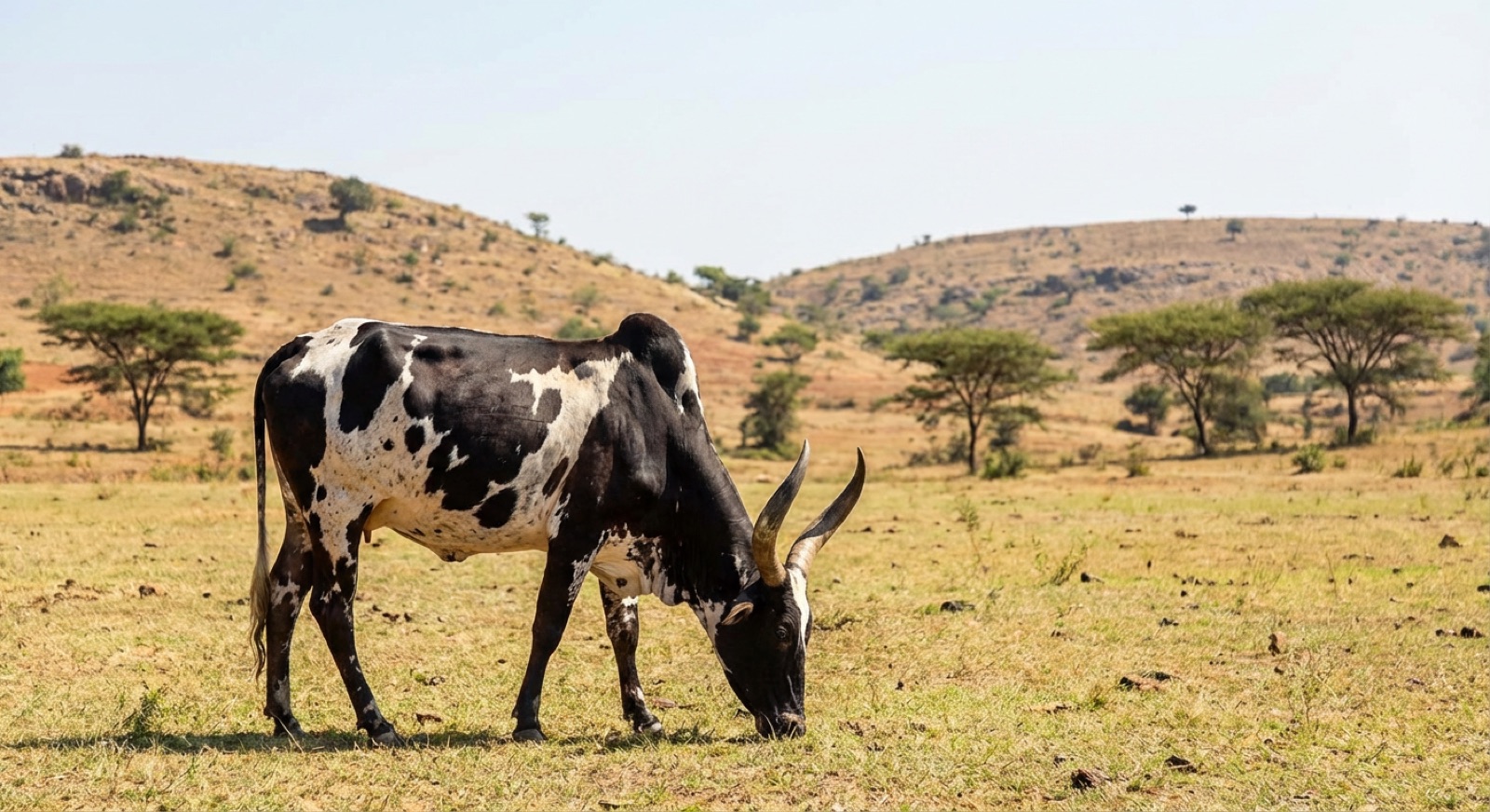 Krishna Valley cow